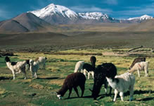Alpacas in the Altiplano
